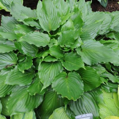 Hosta 'Stimulation'